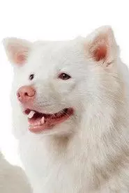 Meechok