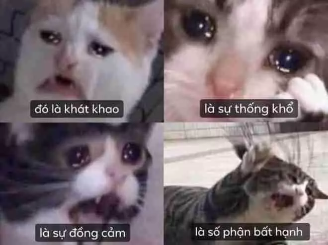 Ảnh 255