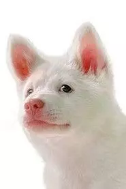 Kori