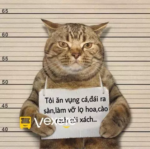 Ảnh 22